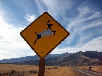 Shot up deer crossing sign.