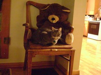 Cat and teddy bear.